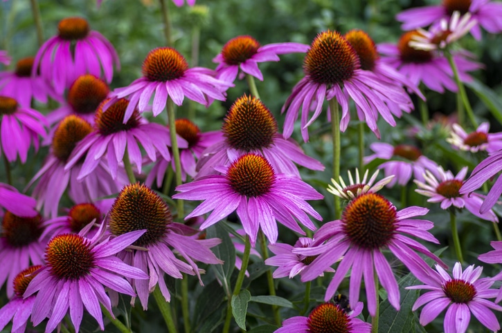 Echinacea pour le système immunitaire