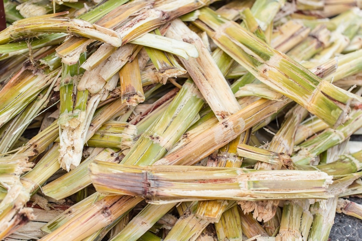 Des briques de bagasse ?