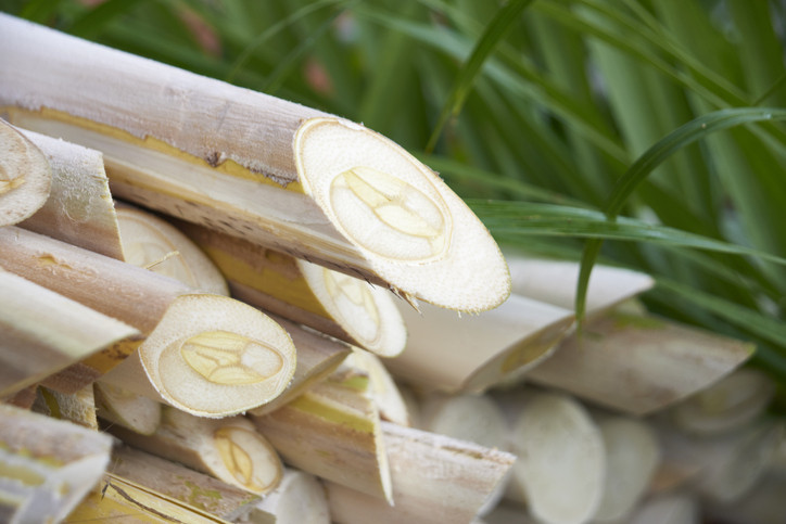 Le cocotier, une herbe géante