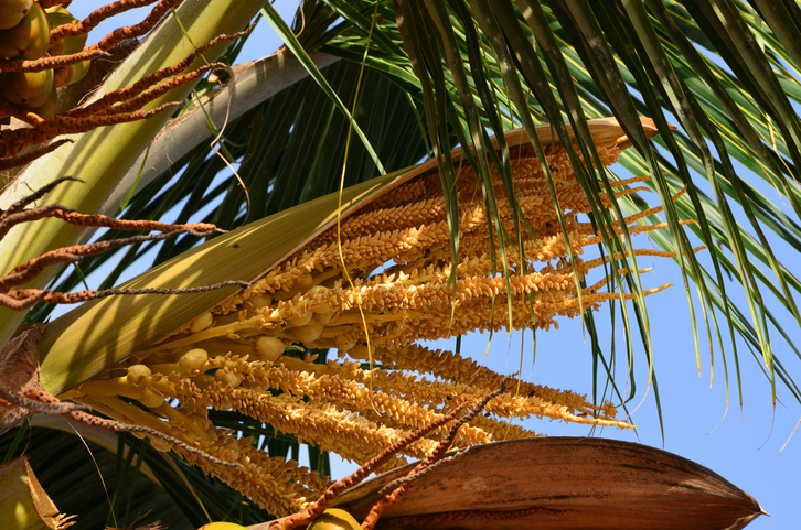 Le cocotier, une herbe géante