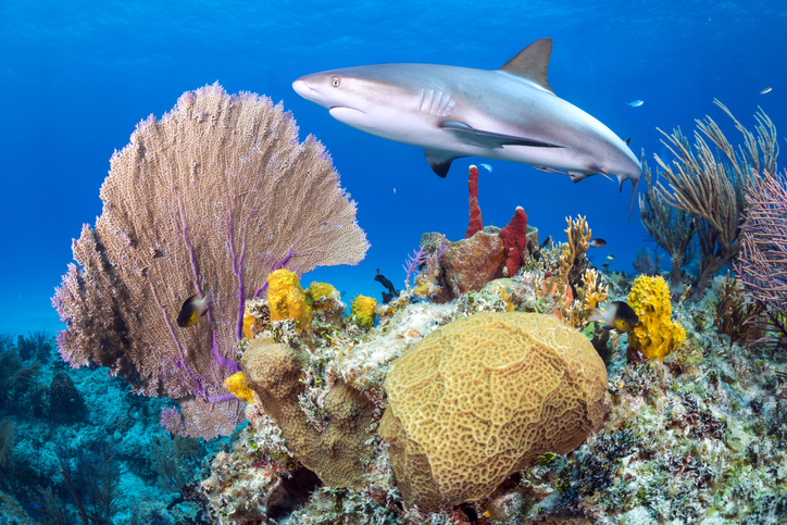 10 choses à savoir sur les requins des Antilles